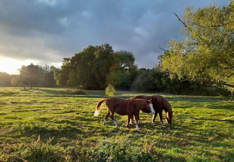 Gite En Bord De Loire Blaison-Saint-Sulpice Ngoại thất bức ảnh