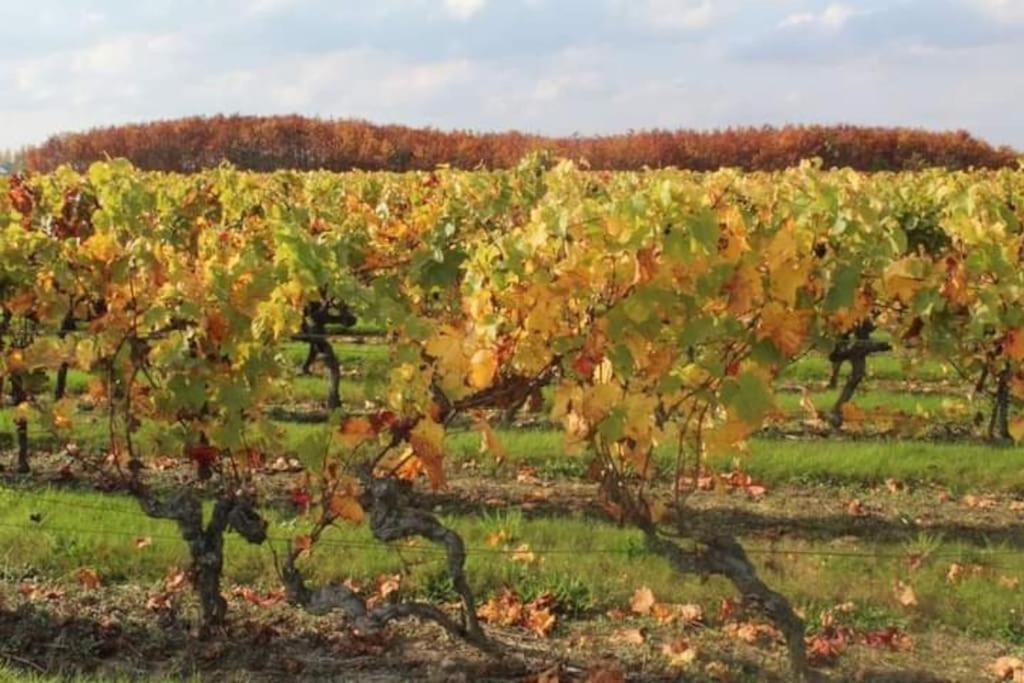Gite En Bord De Loire Blaison-Saint-Sulpice Ngoại thất bức ảnh